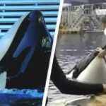 The Untold Bloopers and Mistakes in ‘The Dukes of Hazzard