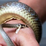 The Real Reason Why a Man Turns His Back on You When Sleeping: Understanding the Hidden Language of Body Position