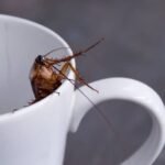 Snake Bite Emergency: What to Do Before Medical Help Arrives